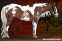 Horse Color:White Spotted Silver Bay Splash Tobiano