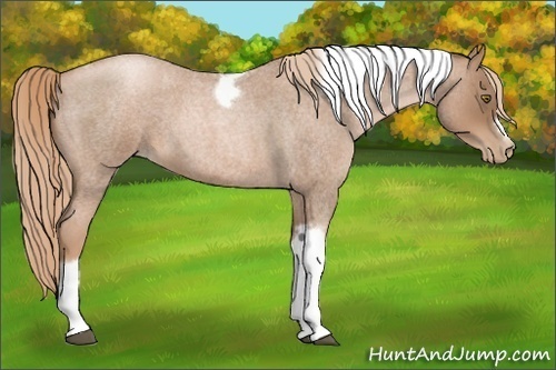 Horse Color:Liver Red Roan Pearl Tobiano Frame