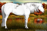 Horse Color:Grullo Sabino Splash  and Grullo Sabino Splash 