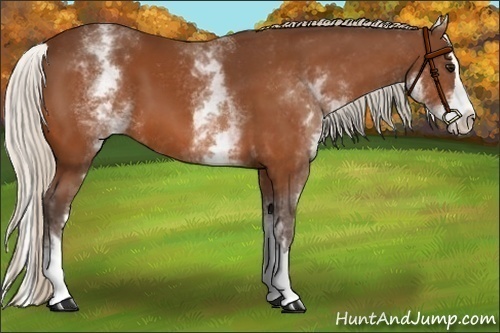 Horse Color:White Spotted Silver Bay Splash