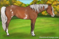 Horse Color:White Spotted Silver Bay Splash 