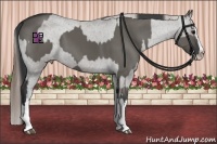 Horse Color:Grullo Sabino Splash  and Grullo Sabino Splash Appaloosa 