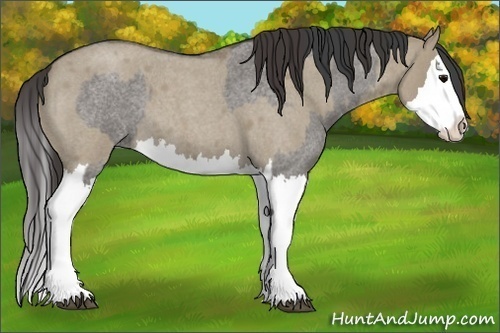 Horse Color:Grullo Roan Sabino Splash  and Smoky Grullo Roan Sabino Splash 