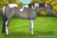 Horse Color:Grullo Sabino Tobiano 