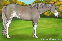 Horse Color:Silver Grullo Sabino 
