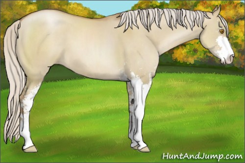 Horse Color:Silver Grullo Pearl Sabino 
