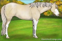 Horse Color:Silver Grullo Pearl Sabino 