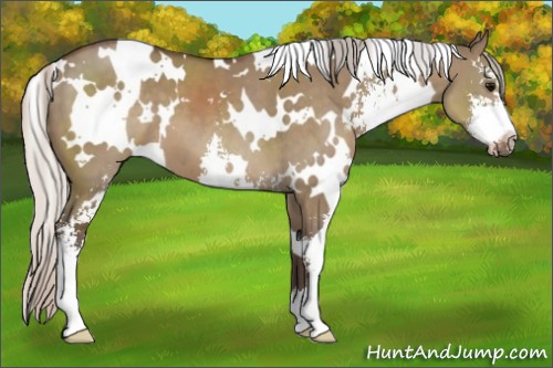 Horse Color:White Spotted Silver Grullo Sabino 