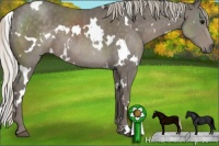 Horse Color:White Spotted Silver Black 