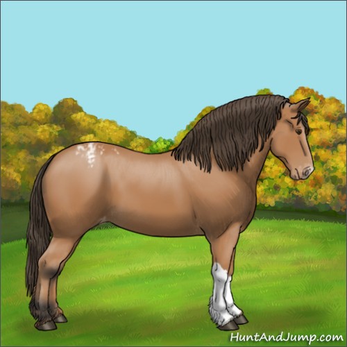 Horse Color:Bay Appaloosa 
