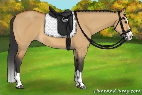 Horse Color:Bay Dun Splash 