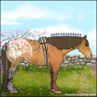 Horse Color:Buckskin Appaloosa