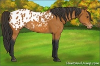 Horse Color:Bay Appaloosa 