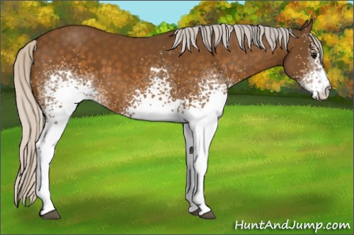 Horse Color:White Spotted Silver Buckskin 