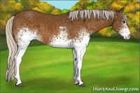 Horse Color:White Spotted Silver Buckskin