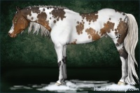 Horse Color:White Spotted Silver Buckskin Snowflake VarnishRabicano 