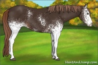 Horse Color:White Spotted Liver Chestnut