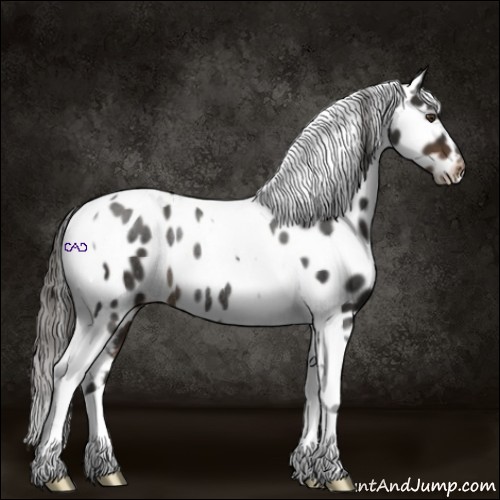 Horse Color:Liver Chestnut Tobiano Appaloosa Rabicano 