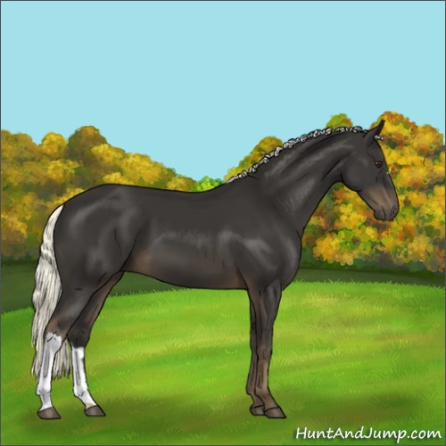 Horse Color:Liver Chestnut Mushroom 