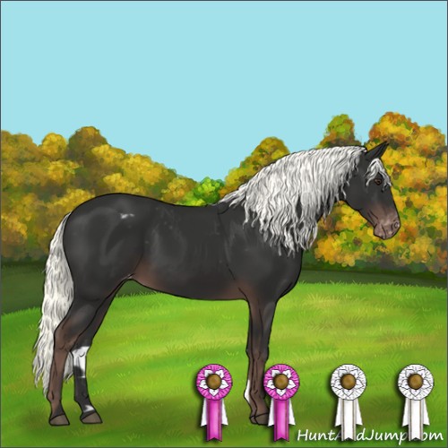 Horse Color:Liver Chestnut Appaloosa 