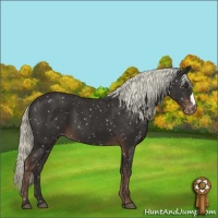 Horse Color:Liver Chestnut Appaloosa