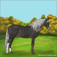 Horse Color:Liver Chestnut Appaloosa