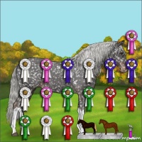 Horse Color:Liver Chestnut Appaloosa