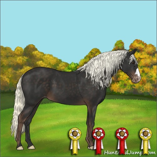 Horse Color:Liver Chestnut Mushroom Varnish