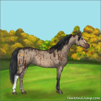 Horse Color:Bay Dun Brindle 