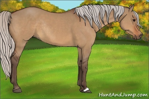 Horse Color:Silver Bay Dun Rabicano
