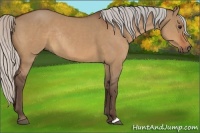 Horse Color:Silver Bay Dun Rabicano 
