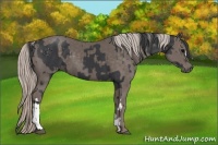 Horse Color:Black  and Silver Black 