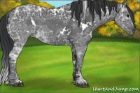 Horse Color:White Spotted Black Ice 