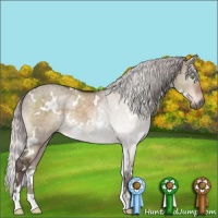 Horse Color:White Spotted Silver Brown Dun Brindle 