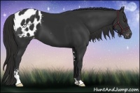 Horse Color:Liver Chestnut Sabino Appaloosa 