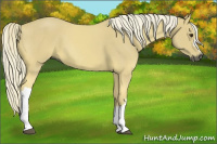Horse Color:Gray Palomino