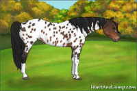 Horse Color:Gray Bay Appaloosa 