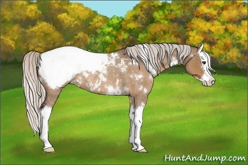 Horse Color:White Spotted Silver Brown Roan Dun Splash Snowcap Rabicano