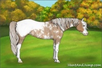 Horse Color:White Spotted Silver Brown Roan Dun Splash Snowcap Rabicano 