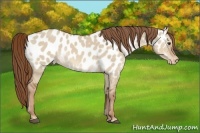 Horse Color:Red Dun Near Leopard 