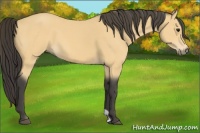Horse Color:Buckskin 