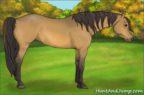 Horse Color:Buckskin 