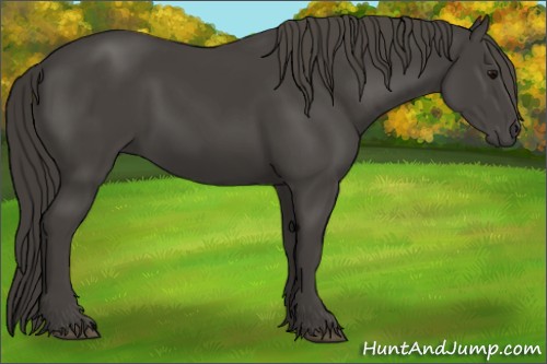 Horse Color:Smoky Black 