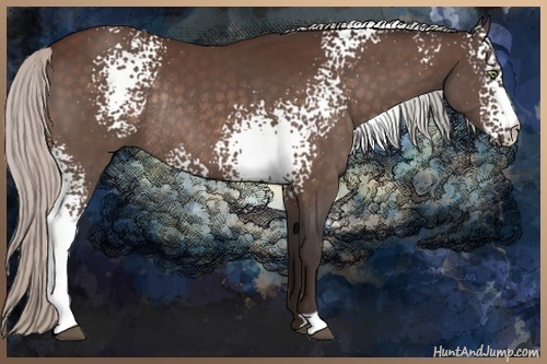 Horse Color:White Spotted Silver Bay Rabicano 