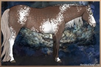 Horse Color:White Spotted Silver Bay Rabicano 
