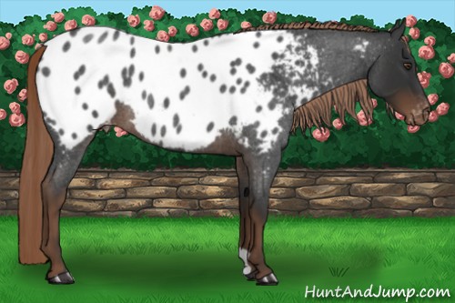 Horse Color:Liver Red Roan Appaloosa 