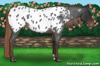 Horse Color:Liver Red Roan Appaloosa 