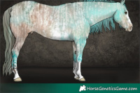 Horse Color:Red Dun Sabino Blanket  and Brown Dun Sabino Blanket Rabicano 