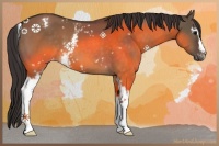 Horse Color:White Spotted Brown Dun Appaloosa 