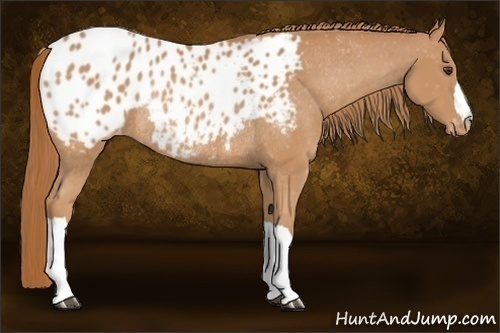 Horse Color:Chestnut Appaloosa Rabicano 